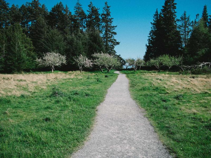 墨西哥亡灵节<br>sybmuzg.cn 万寿菊桥归途